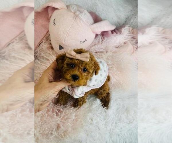 Medium Photo #2 Poodle (Toy) Puppy For Sale in PEMBROKE PINES, FL, USA