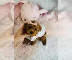 Small Photo #10 Poodle (Toy) Puppy For Sale in PEMBROKE PINES, FL, USA