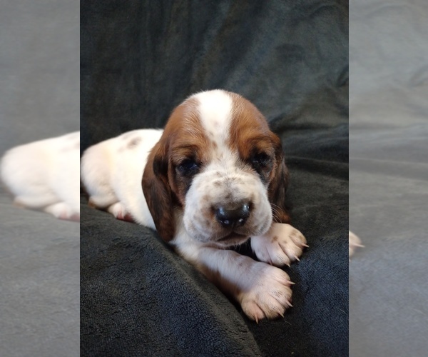Medium Photo #1 Basset Hound Puppy For Sale in MOUNTAIN VIEW, AR, USA