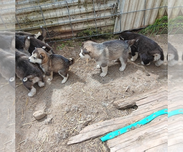 Medium Photo #1 Alaskan Malamute Puppy For Sale in SMYRNA, NY, USA