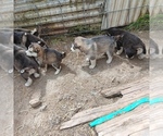 Image preview for Ad Listing. Nickname: Litter of 7