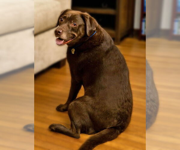 Medium Photo #7 Labrador Retriever-Unknown Mix Puppy For Sale in Grovertown, IN, USA