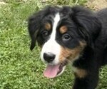 Puppy Gracie Bernese Mountain Dog