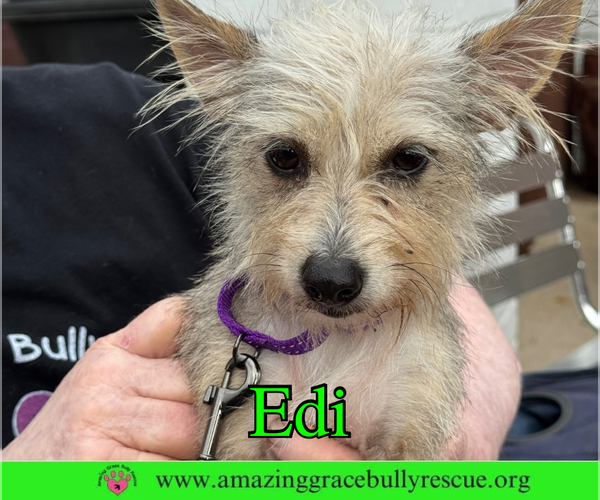 Medium Photo #5 Mutt Puppy For Sale in Pensacola, FL, USA