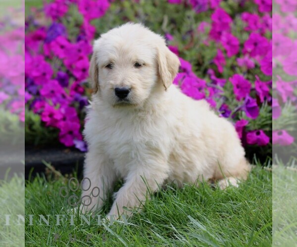 Medium Photo #4 Labradoodle mix (+ Poodle Standard) Puppy For Sale in RONKS, PA, USA