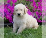 Max - Male Labradoodle mix (+ Poodle Standard) Puppy for Sale - Photo #4