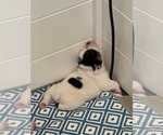 Small #2 English Bulldog