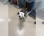 Small Labrador Retriever Mix