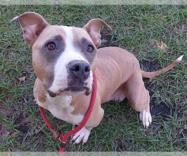 Medium Photo #2 American Staffordshire Terrier Puppy For Sale in Fort Lauderdale, FL, USA