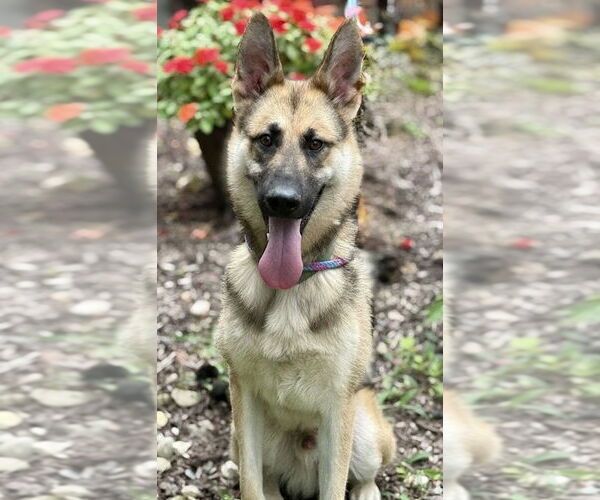 Medium Photo #4 German Shepherd Dog Puppy For Sale in Spring Lake, NJ, USA