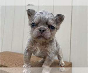 French Bulldog Puppy for sale in AURORA, CO, USA