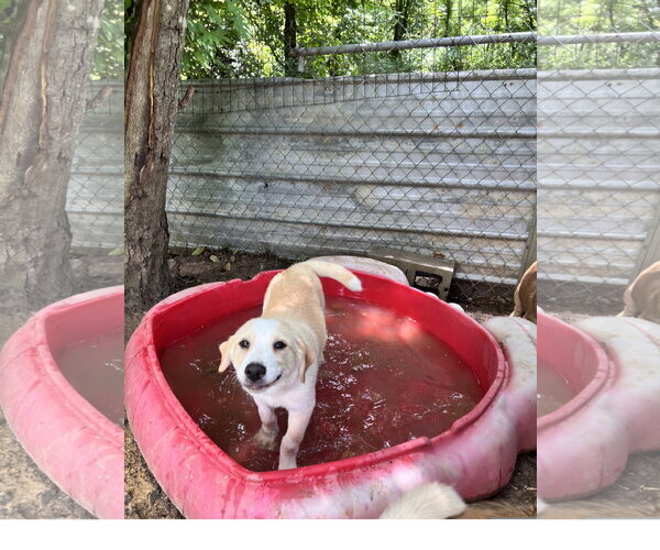 Medium Photo #2 Great Pyrenees-Unknown Mix Puppy For Sale in Tracy City, TN, USA