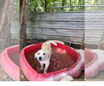Small #1 Great Pyrenees Mix