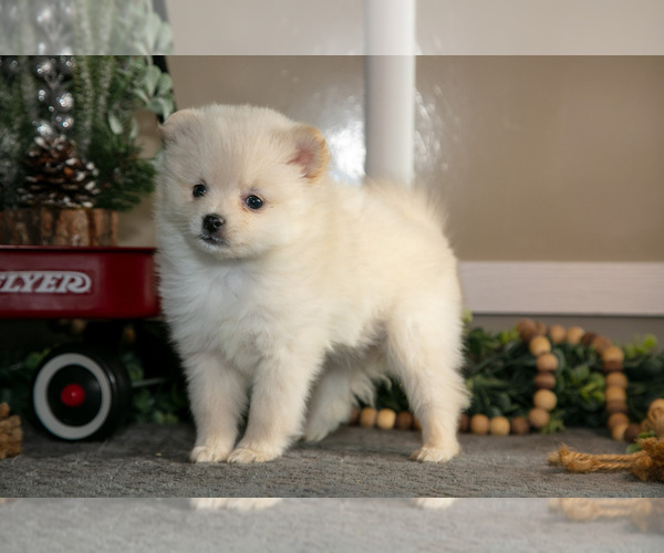 Medium Photo #1 Pomeranian Puppy For Sale in NAPPANEE, IN, USA