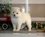 Puppy Snowflake Pomeranian