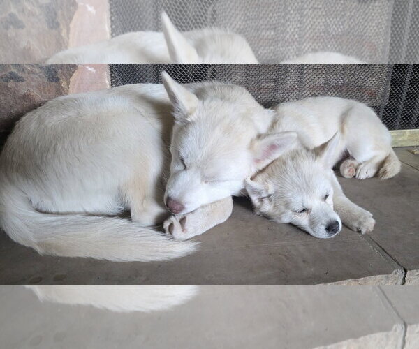 Medium Photo #4 Siberian Husky-Unknown Mix Puppy For Sale in Sandy, UT, USA