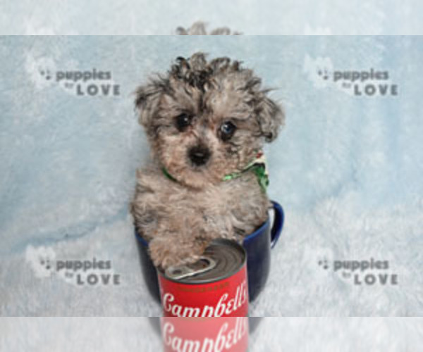 Medium Photo #14 Poodle (Toy) Puppy For Sale in SANGER, TX, USA