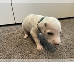 Small Photo #2 Dalmatian Puppy For Sale in SAINT PETERSBURG, FL, USA