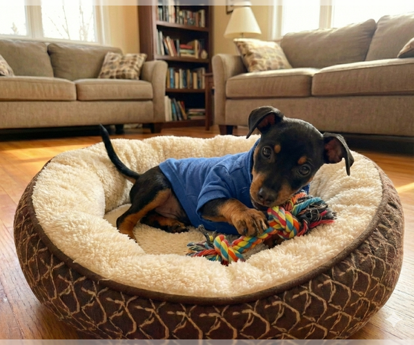 Medium Photo #8 Chiweenie Puppy For Sale in Grovertown, IN, USA