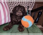 Small Photo #16 Australian Labradoodle Puppy For Sale in W FIELD, NC, USA