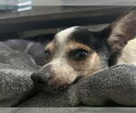 Small #9 Chihuahua Mix