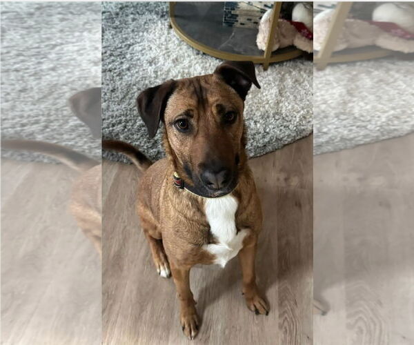 Medium Photo #3 Mutt Puppy For Sale in Westminster, MD, USA