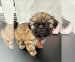 Puppy Kelly Shih Tzu