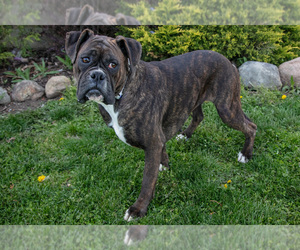 Boxer Puppy for sale in SHILOH, OH, USA