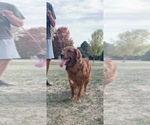 Small Photo #1 Goldendoodle (Miniature) Puppy For Sale in HULL, IA, USA