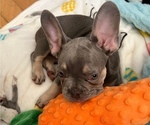 Puppy 2 French Bulldog