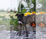 Small #4 Boxer Mix