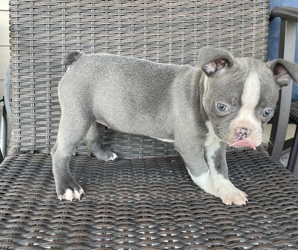 Medium Photo #1 Boston Terrier Puppy For Sale in CHARLOTTESVILLE, VA, USA