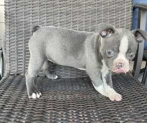 Boston Terrier Puppy for sale in CHARLOTTESVILLE, VA, USA