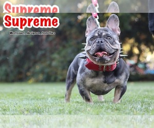 Father of the French Bulldog puppies born on 10/24/2022