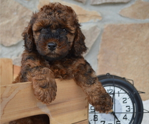 Shih-Poo Puppy for sale in HONEY BROOK, PA, USA