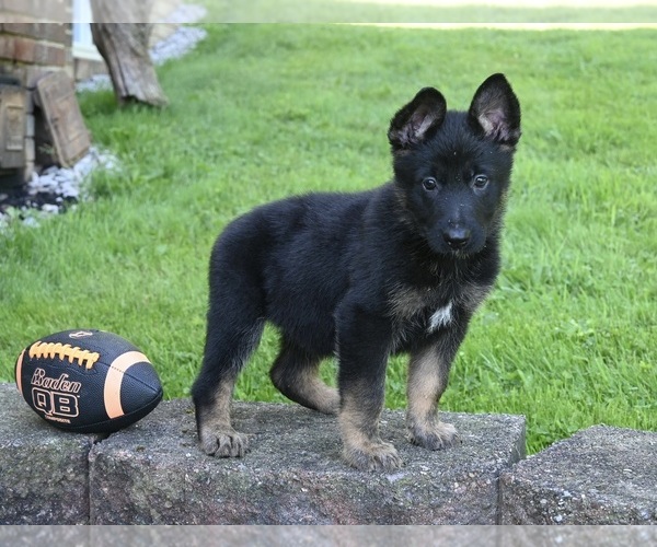 Medium Photo #3 German Shepherd Dog Puppy For Sale in MILLERSBURG, OH, USA