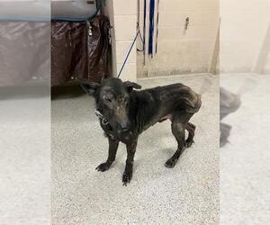 German Shepherd Dog Dogs for adoption in Conroe, TX, USA