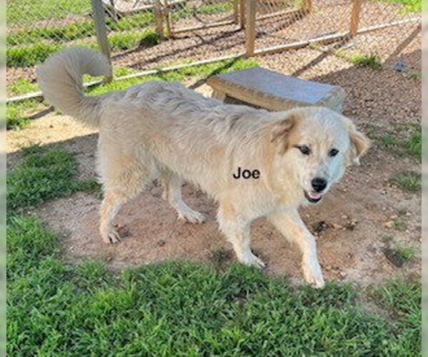 Medium Photo #3 Golden Pyrenees Puppy For Sale in Newfoundland, PA, USA