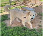 Small #2 Golden Pyrenees
