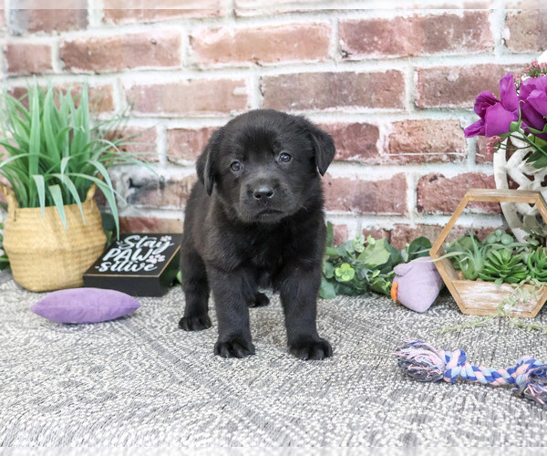 Medium Photo #2 Labrador Retriever Puppy For Sale in SYRACUSE, IN, USA