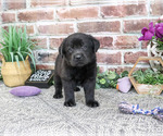 Small #1 Labrador Retriever