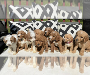 Goldendoodle Puppy for sale in FLAT ROCK, NC, USA