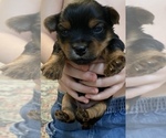 Small Photo #15 Yorkshire Terrier Puppy For Sale in LAKE CITY, FL, USA