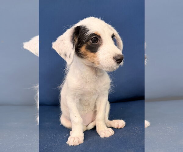 Medium Photo #3 Mutt Puppy For Sale in Pacolet, SC, USA