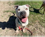 Small #1 American Pit Bull Terrier