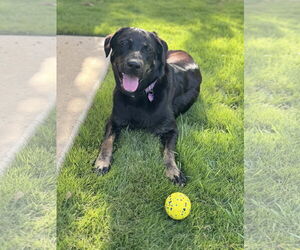 Labrador Retriever-Unknown Mix Dogs for adoption in Fort Worth, TX, USA