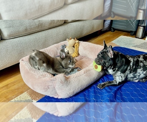Medium Photo #4 French Bulldog Puppy For Sale in PHILADELPHIA, PA, USA