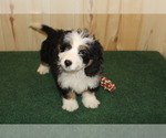 Puppy 6 Miniature Bernedoodle