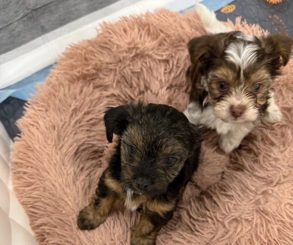 Medium Photo #4 Yorkshire Terrier Puppy For Sale in STAPLETON, AL, USA
