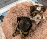 Small #3 Yorkshire Terrier